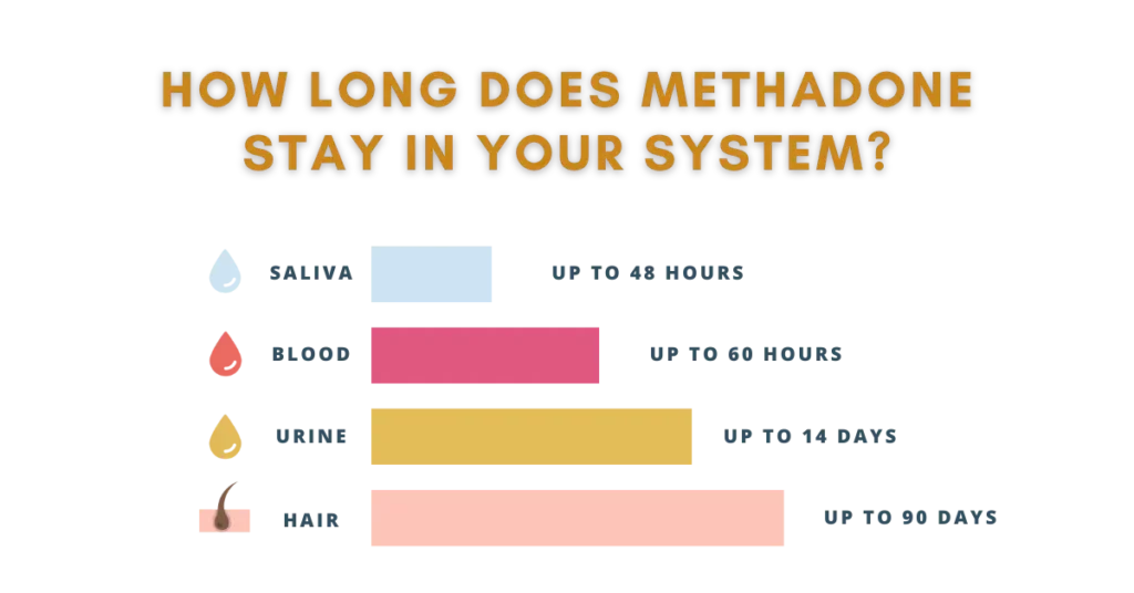 The average times methadone stays in your blood, urine, saliva, and hair. 