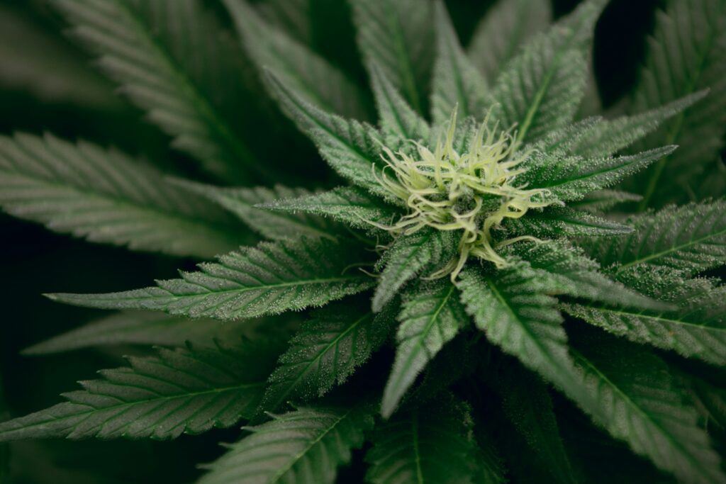 What are the symptoms of laced weed