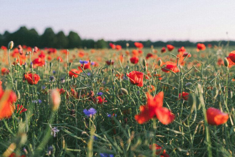 What is emotional sobriety?