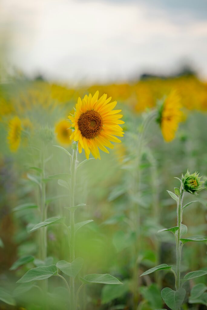 Aftercare in addiction recovery programs